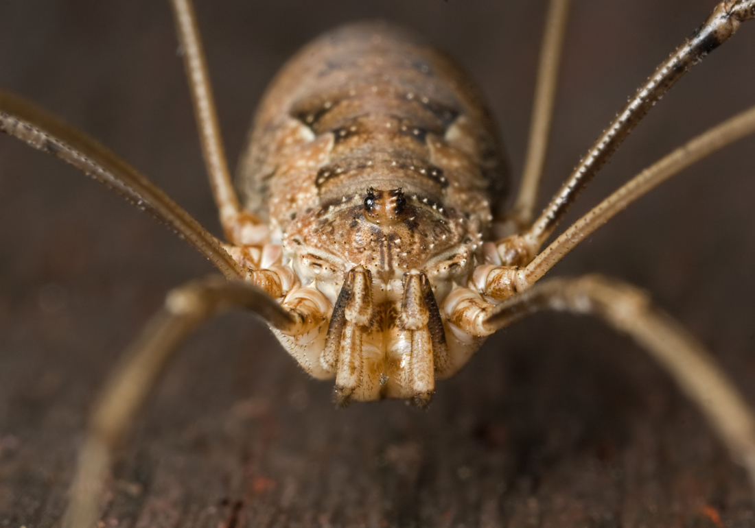 Harvestman 2